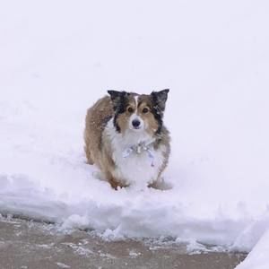 Meet your Posher, Liz